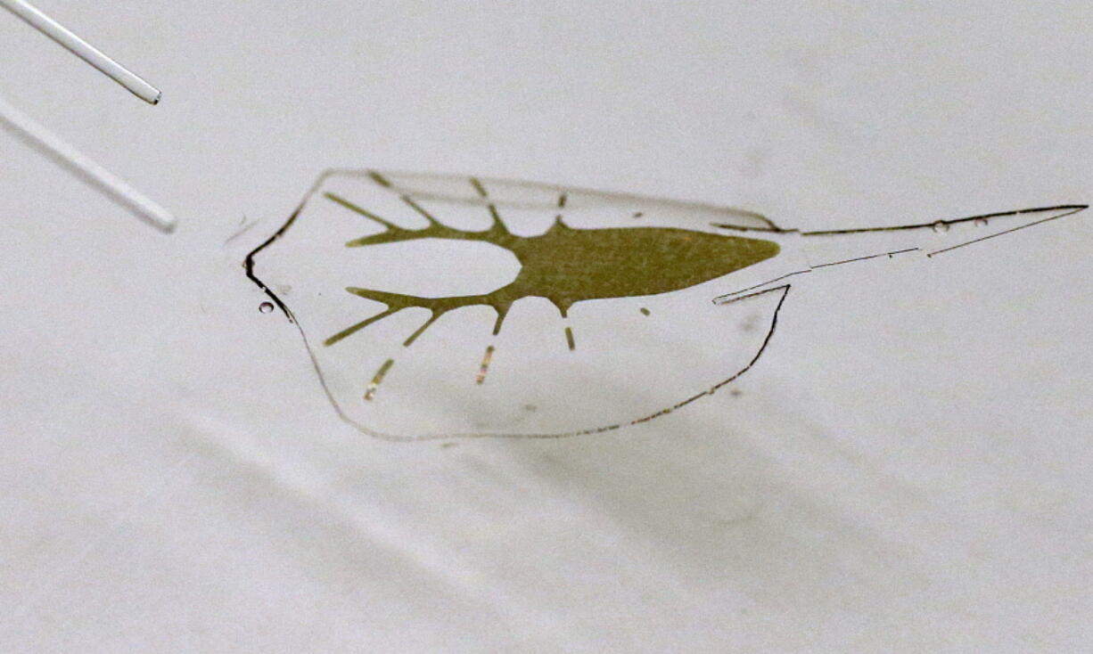 A tissue-engineered robot swims in a tank of water in a laboratory at Harvard University in Cambridge, Mass. The stingray-shaped robot, capable of paddling in water after exposure to blue light, has a gold skeleton, silicone fins and the heart muscle cells of a rat.