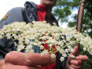 James Feaver, a foraging guide, holds a spray of elderflowers, which add a zesty flavor To food  and drink and would be added to the evening&#039;s dessert.