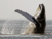 A humpback whale breaches on Stellwagen Bank about 25 miles east of Boston. A study in the Royal Society&#039;s journal Biology Letters published Wednesday, Aug. 10, 2016, found that noise from shipping in North Atlantic coastal waters is impacting the feeding behavior of humpback whales.