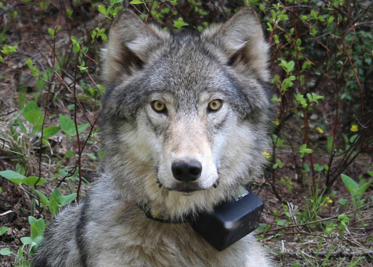 A female wolf after it was fitted with a tracking collar. Wolf advocates are outraged that the Washington is preparing for the second time to exterminate an entire wolf pack for preying on livestock in the northeastern part of the state.