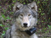 A female wolf after it was fitted with a tracking collar. Wolf advocates are outraged that the Washington is preparing for the second time to exterminate an entire wolf pack for preying on livestock in the northeastern part of the state.