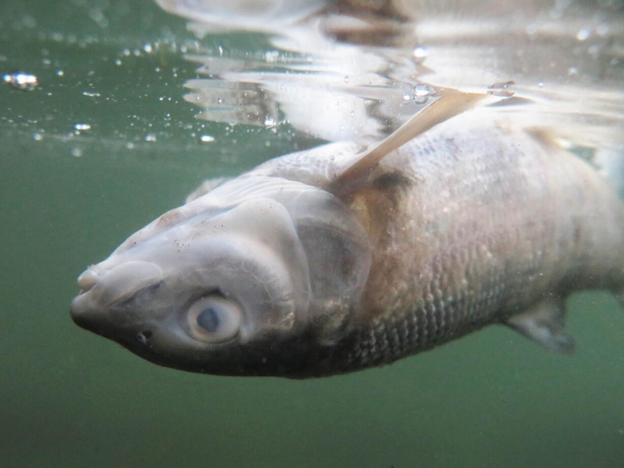 A dead whitefish floats belly up near the Mayors Landing Fishing Access in the Yellowstone River in Livingston, Mont. on Sunday, Aug. 14, 2016.  Montana Fish, Wildlife and Parks estimates the fish kill to be in the tens of thousands and issued a closure of all water-based recreation on the Yellowstone from the Yellowstone National Park&#039;s northern boundary to Laurel, according to a press release. FWP lab results reveal the catalyst of the kill to be Proliferative Kidney Disease &#039; one of the most serious diseases to impact whitefish and trout.