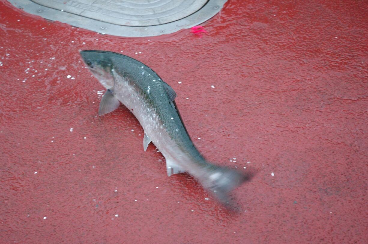 Salmon anglers are finding the catching tough this year off the coast of southern Washington and northern Oregon.