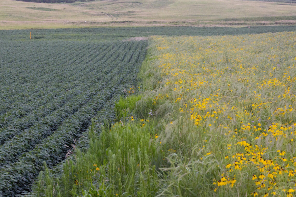 A prairie strip filled with black-eyed Susans lies next to soybeans on Tim Smith&#039;s farm in Eagle Grove, Iowa.