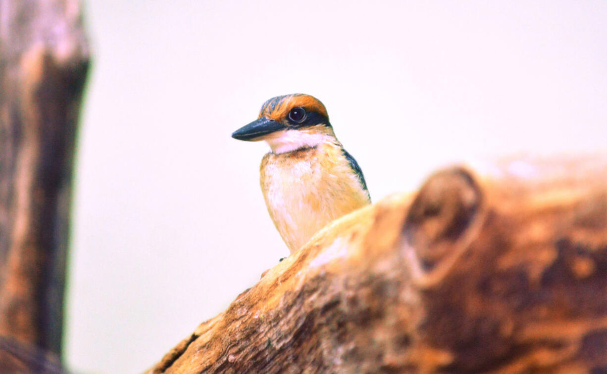 Guam kingfishers are not too active by nature, so at zoos and aviaries they don&#039;t need a big exhibit.