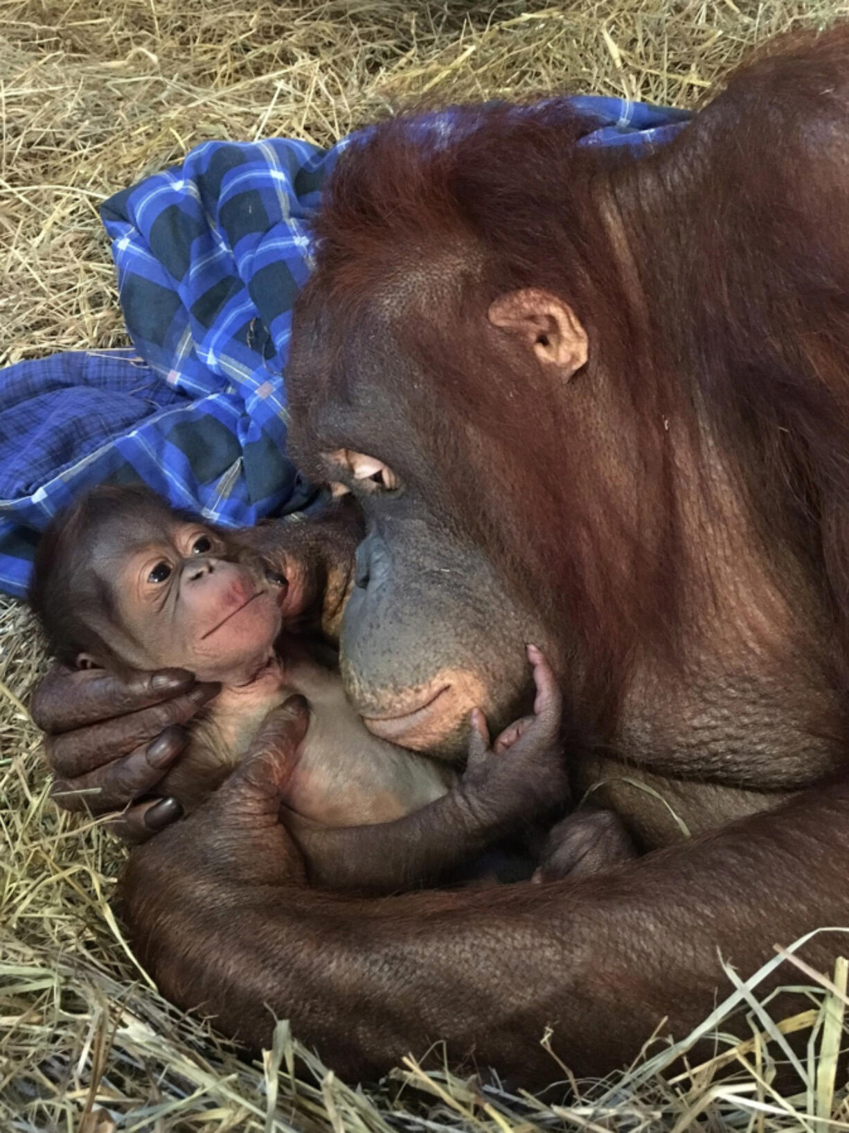 Batang, right, gave birth to  male orangutan on Sept. 12 at Smithsonian&#039;s National Zoo.