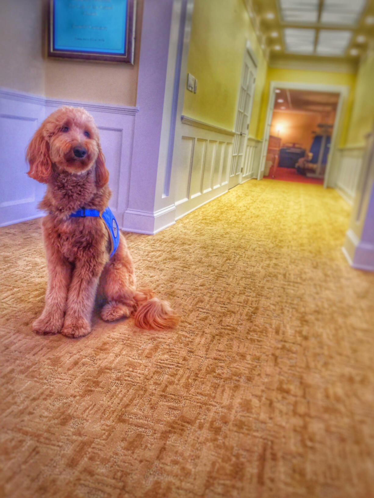 Matthew Fiorillo&#039;s dog, Lulu, helps mourners at the Ballard-Durand Funeral Home in New York.