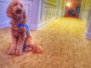 Matthew Fiorillo&#039;s dog, Lulu, helps mourners at the Ballard-Durand Funeral Home in New York.