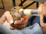 A baby squirrel gets fed after it fell from a tree and was rescued. It is one of hundreds of baby squirrels that were rescued by groups after they fell from trees in tropical storm Hermine that hit Virginia.