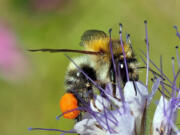 Rusty patched Bumble Bee