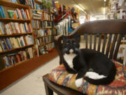 Emerson wakes from a cat nap Sunday afternoon in the center of Vintage Books in Vancouver. Previously known as Topper, the cat was taken to the West Columbia Gorge Humane Society when his terminally ill owner could no longer care for him. Becky Milner recognized his promise as a bookstore cat, adopted him for her shop and renamed him after a famous writer.