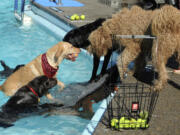 Xavi, right, decides to supervise as dozens of dogs chase balls in the pool at Lake Shore Athletic club during a fundraiser for Southwest Humane Society in 2015.