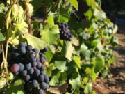 Facebook photographs. Many views of many grapes and many stompers at Rusty Grape Vineyard.