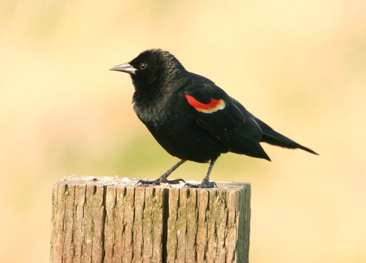 Red-winged Blackbird (The Columbian files)