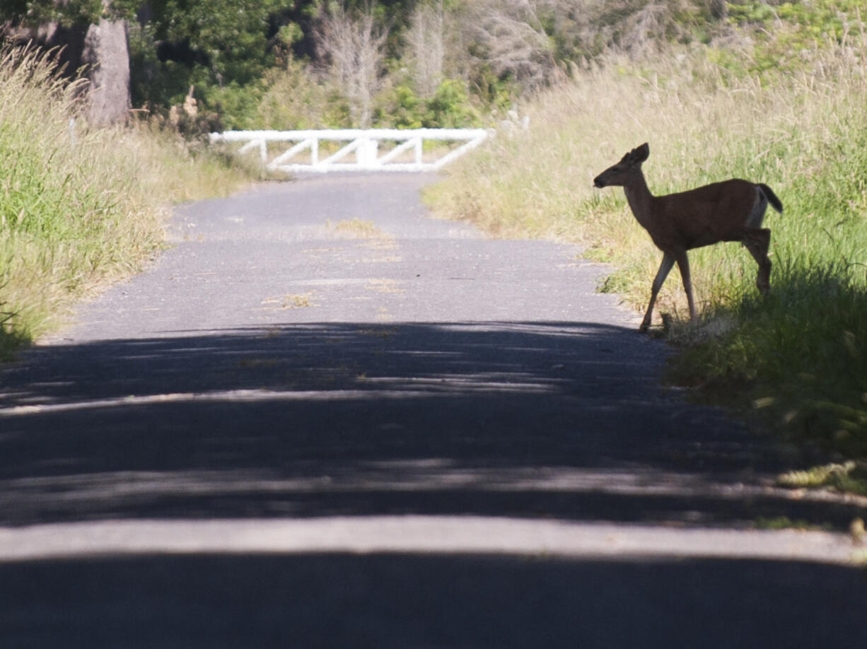 A deer is seen along a new trail on the western shore of Vancouver Lake Tuesday June 7, 2016. Volunteers from the Washington Trails Association and Clark County completed a 2.5-mile roundtrip nature trail at Vancouver Lake in February.