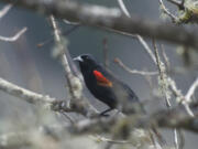 A red winged black bird (suspected) is seen perched in a tree.