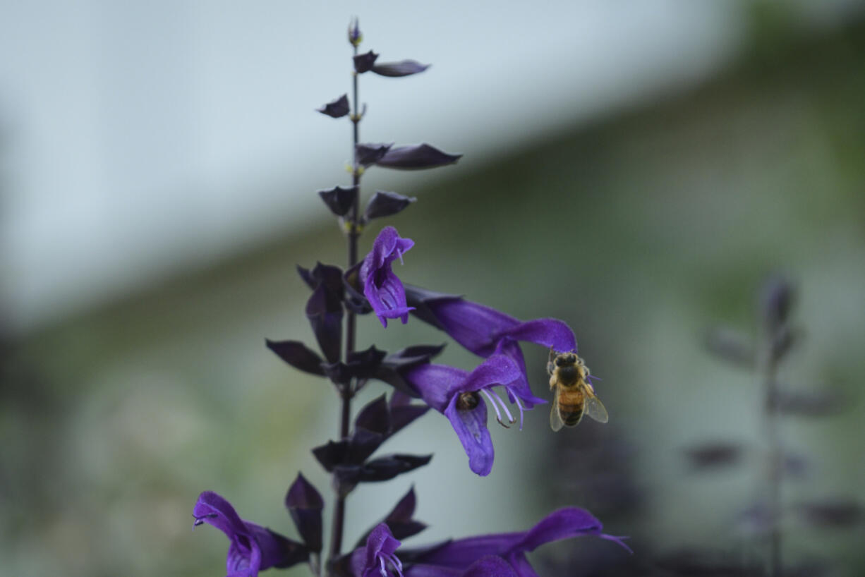 Lanny Hammett opens up a beehive to check on the honeybees she keeps in her Vancouver backyard on Aug. 10. Hammett has been keeping bees at her home for two years, joining a growing population of beekeepers in Clark County.