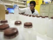 Kevin Churo, a lab assistant at BSK Labs in Vancouver, organizes samples of water in a temporary work space set up to deal with an increase in tests sent to the lab due to recent headlines of elevated levels of lead in drinking water at schools.