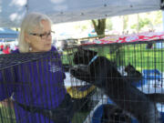 Esther Short: Sandi Long coordinated the Furry Friends booth at the Peace and Justice Fair, where the Vancouver-based cat shelter raised more than $500 to renovate a new shelter and put locator microchips in cats and dogs.