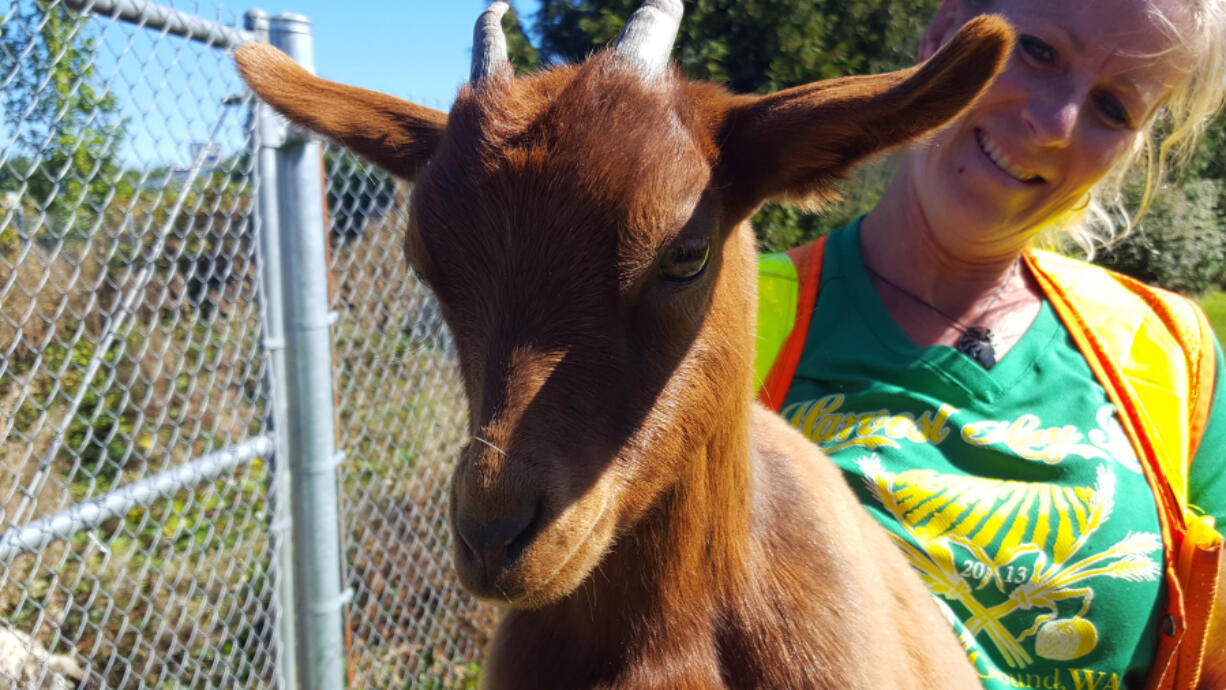 Kevanna Park: The Washington State Department of Transportation is using goats to help get rid of invasive weeds near a stormwater pond.