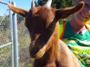 Kevanna Park: The Washington State Department of Transportation is using goats to help get rid of invasive weeds near a stormwater pond.