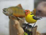 Vancouver resident Don Baiar carved this Western tanager.