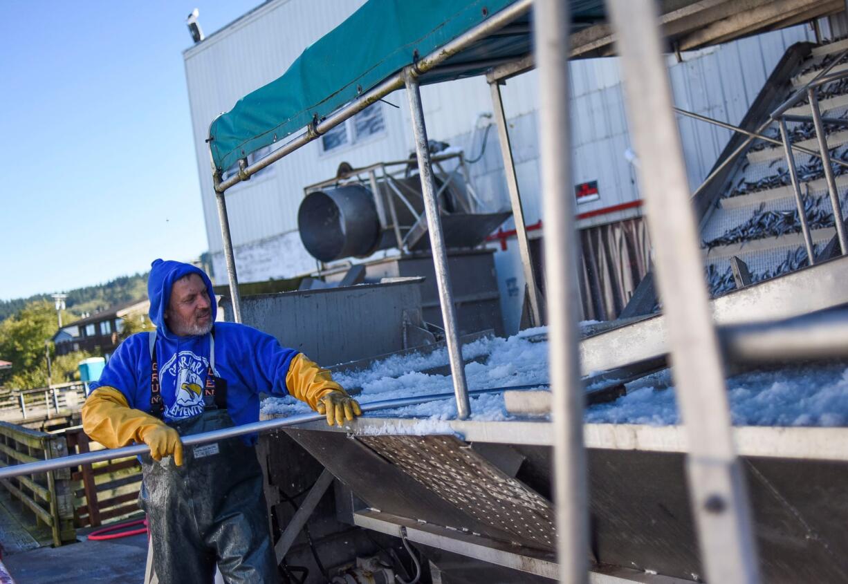 In this Sept. 15, 2016 photo, SeaA inc. employee David Pocaca moves ice at the SeaA inc. fish processing building in Astoria, Ore. The factory sounds and briny scent of fish processing have returned to the Astoria Riverwalk at Ninth Street after a two-year lull. SeaA Inc., a business that sorts, freezes and conveys anchovies wholesale to domestic and international markets, has reanimated the warehouse and processing plant once occupied by Astoria Holdings Inc.