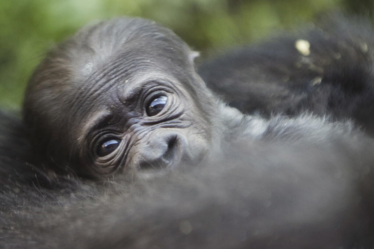 A newborn baby western lowland gorilla looks up as it is held by its mother Honi during its debut at the Philadelphia Zoo in Philadelphia on Aug. 31, 2016. The Philadelphia Zoo announced Tuesday, Sept. 27, 2016, that the zoo&#039;s baby gorilla is a girl, and encouraged the public to vote online for possible names. The mother, Honi, held the baby so closely after its Aug. 26, 2016, birth that zookeepers couldn&#039;t confirm the newborn&#039;s gender at first.