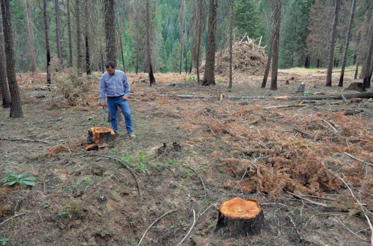 In this Sept. 2016 photo, Paul Harlan, chief forester of Collins Pine Co., points to an example of a form of fungal rot in the stump of a white fir on the company&#039;s property near Eagle Creek, Ore. Nearly 400 acres of privately owned forest with Douglas- and white fir, larch and ponderosa pine forest along Main and East Eagle creeks in northern Baker County is up for sale.