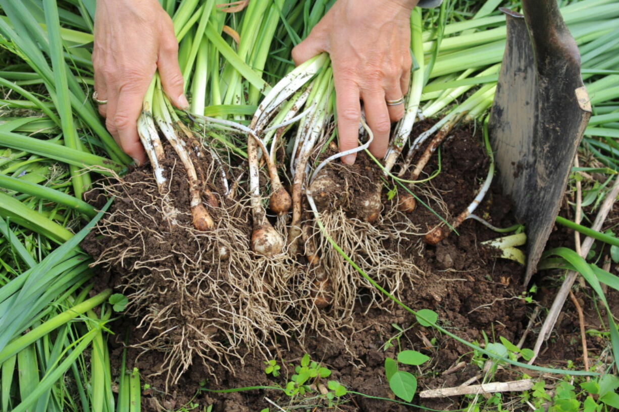 Over time, spring flowering bulbs, especially narcissuses, can multiply and become overcrowded, so they need to be dug up, separated and replanted.