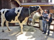 Co-owner Ken Farley of Ferndale, Calif., and animal care supervisor Amanda Auston tend to Danniel, a giant Holstein steer, Tuesday at the Sequoia Park Zoo in Eureka, Calif.