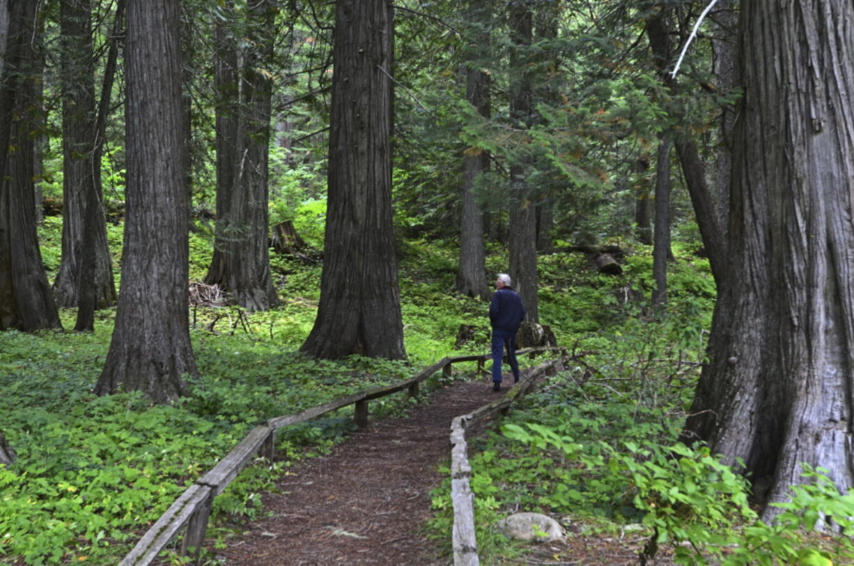 FILE - In this Sept. 3, 2014, file photo, a hiker walks through giant cedars at Devoto Memorial Cedar Grove at Lolo Pass, Idaho, part of the Nez Perce-Clearwater National Forests. State officials have completed their first timber sale on federal land as part of an agreement with the U.S. Forest Service intended to increase logging and reduce the severity of wildfires. Officials say the recent $1.4 million auction for 4.5 million board feet on the Nez Perce-Clearwater National Forests is part of a plan that also includes non-revenue producing projects such as stream improvements for fish.