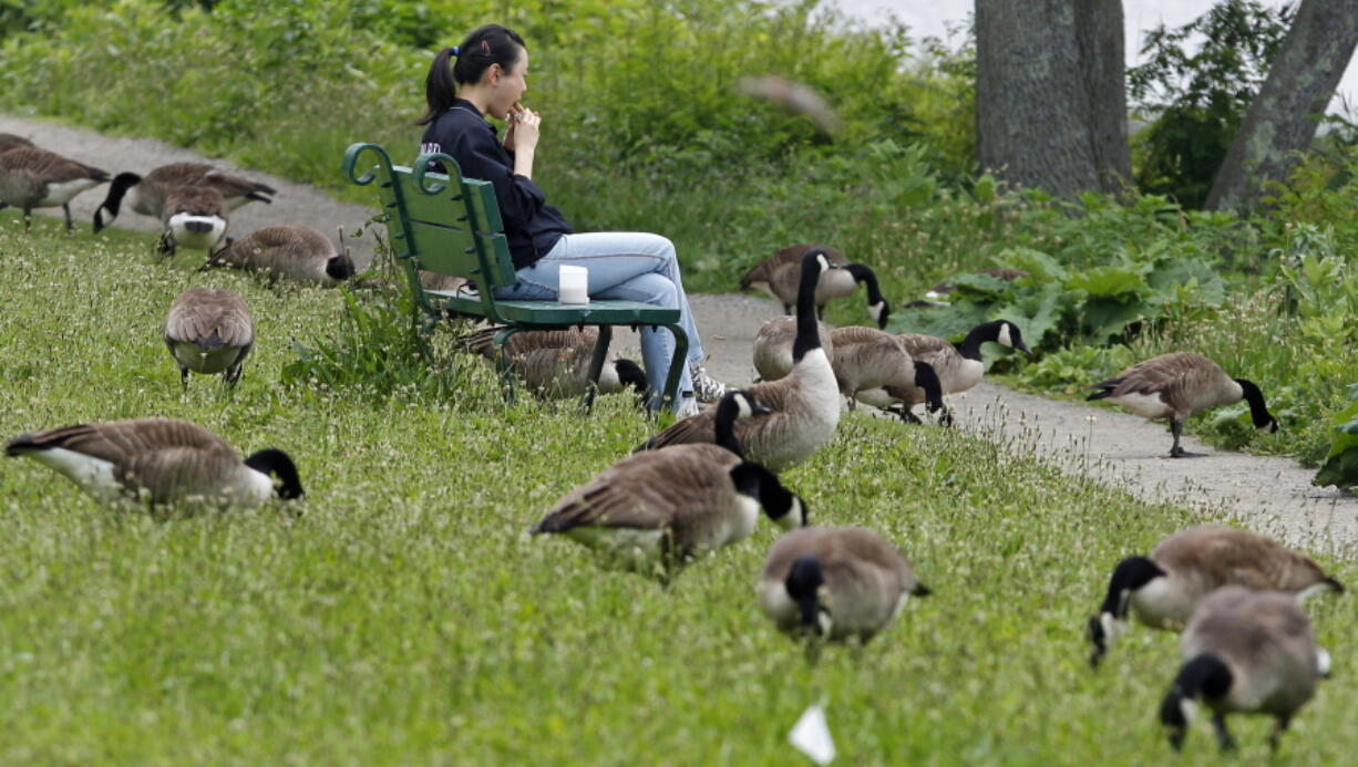 A woman eating her lunch while surrounded by a gaggle of Canada geese feeding along the banks of the Charles River in Cambridge, Mass. Traditionally, this is the time of year when two things appear in the sky: falling autumn leaves and honking Canada geese migrating south. But lately, thousands of the birds have been wintering over in Boston and other northern cities, creating a vexing problem: A single goose produces up to three pounds of poop every day.