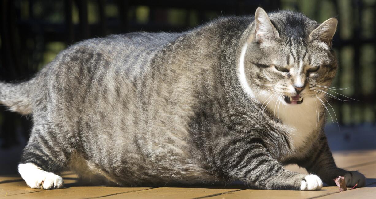 Logan, a 31-pound cat, struggles to get up at the Silver Fox Inn at the Waterville Valley resort Thursday Sept. 29, 2016 in Waterville Valley, N.H. The cat has been winning over guests and recently internet viewers.