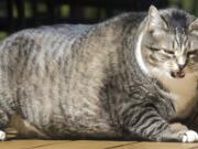 Logan, a 31-pound cat, struggles to get up at the Silver Fox Inn at the Waterville Valley resort Thursday Sept. 29, 2016 in Waterville Valley, N.H. The cat has been winning over guests and recently internet viewers.