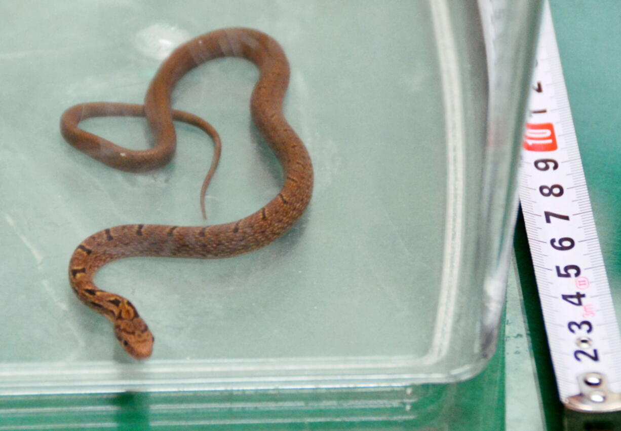 A snake lays in a container after it was caught in bullet train, in Hamamatsu, central Japan, on Monday. The snake was found on a Japanese Shinkansen &quot;bullet&quot; train, wrapped around an armrest when it was spotted about an hour after departure, forcing the train to make an unscheduled stop.