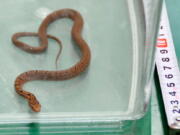 A snake lays in a container after it was caught in bullet train, in Hamamatsu, central Japan, on Monday. The snake was found on a Japanese Shinkansen &quot;bullet&quot; train, wrapped around an armrest when it was spotted about an hour after departure, forcing the train to make an unscheduled stop.