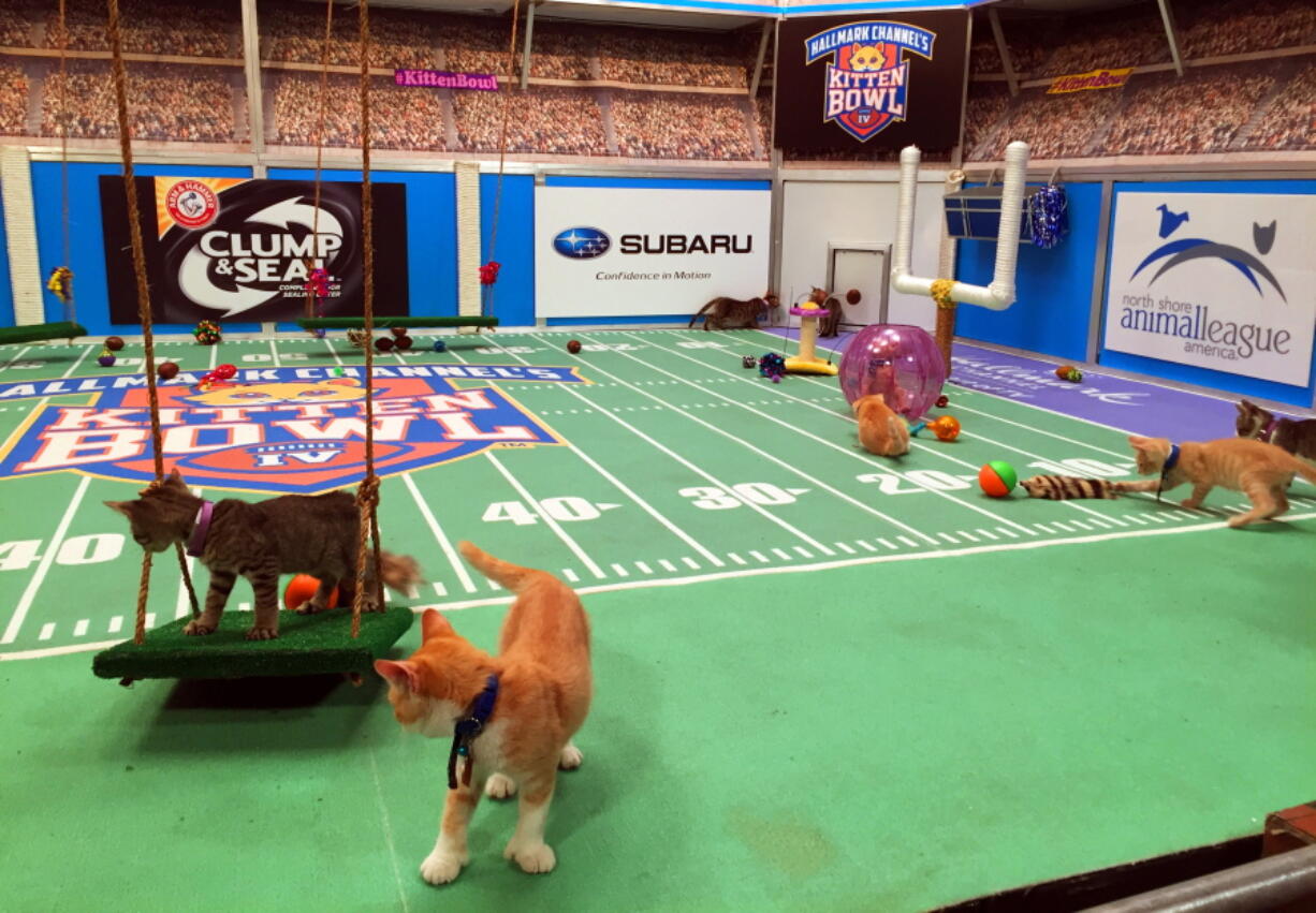 Kittens run around a miniature football field on Wednesday during the taping of Kitten Bowl IV, an annual special that airs on the Hallmark Channel each Super Bowl Sunday.