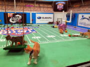 Kittens run around a miniature football field on Wednesday during the taping of Kitten Bowl IV, an annual special that airs on the Hallmark Channel each Super Bowl Sunday.