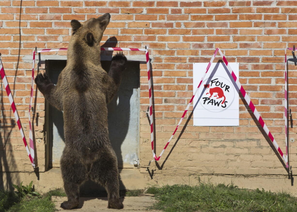 Male brown bear Tomi explores his new surroundings Tuesday after being rescued from captivity, in Mramor, near Pristina,  Kosovo. Three bears -- Pashuk, Tomi and Xhina -- were released at the Forest of Bears sanctuary Tuesday in Pristina, Kosovo where Austria-based Four Paws International cares for them.