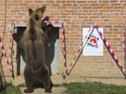 Male brown bear Tomi explores his new surroundings Tuesday after being rescued from captivity, in Mramor, near Pristina,  Kosovo. Three bears -- Pashuk, Tomi and Xhina -- were released at the Forest of Bears sanctuary Tuesday in Pristina, Kosovo where Austria-based Four Paws International cares for them.