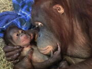 Batang and her infant in the Great Ape House are seen the Smithsonian&#039;s National Zoo in Washington. National Zoo officials are celebrating the birth of a Bornean orangutan, the first at the zoo in 25 years. Officials said in a statement Tuesday, that Batang gave birth to a son Monday. Staffers are cautiously optimistic that the new member of the critically endangered species will thrive since they have seen Batang nursing the infant, who has been clinging to his mother.