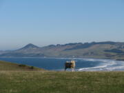 This July 7, 2016 photo shows a sheep pasture at Katiki Point, about an hour&#039;s drive north of the city of Dunedin in New Zealand&#039;s South Island. Dunedin is one of the starting points of the Southern Scenic Route, which meanders past massive mountain ranges and deserted beaches teeming with wildlife.