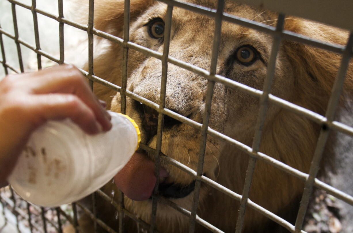 Jonathan the lion enjoys some cold water from carnivore keeper Angie Pyle at the Houston Zoo, in Houston on July 31, 2012. The zoo said on its website that the lion, named Jonathan, died early Wednesday, Sept. 14, 2016, after veterinarians discovered a &quot;serious blood clotting issue&quot; and a low white blood cell count the night before. (J.