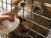 Jonathan the lion enjoys some cold water from carnivore keeper Angie Pyle at the Houston Zoo, in Houston on July 31, 2012. The zoo said on its website that the lion, named Jonathan, died early Wednesday, Sept. 14, 2016, after veterinarians discovered a &quot;serious blood clotting issue&quot; and a low white blood cell count the night before. (J.