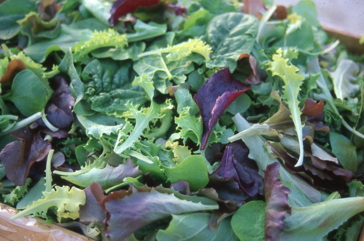 Baby spinach, Red Oak Leaf, Winter Density, Bull&#039;s Blood beet leaves, Bianca Riccia endive and claytonia all grow well in winter conditions.