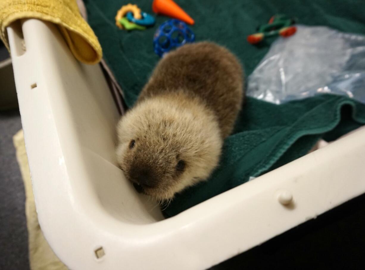 Rialto the rescued sea otter will be a Canadian now.