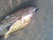 This smallmouth bass tried to take the lure away from a summer steelhead and both were landed in the Deschutes River.