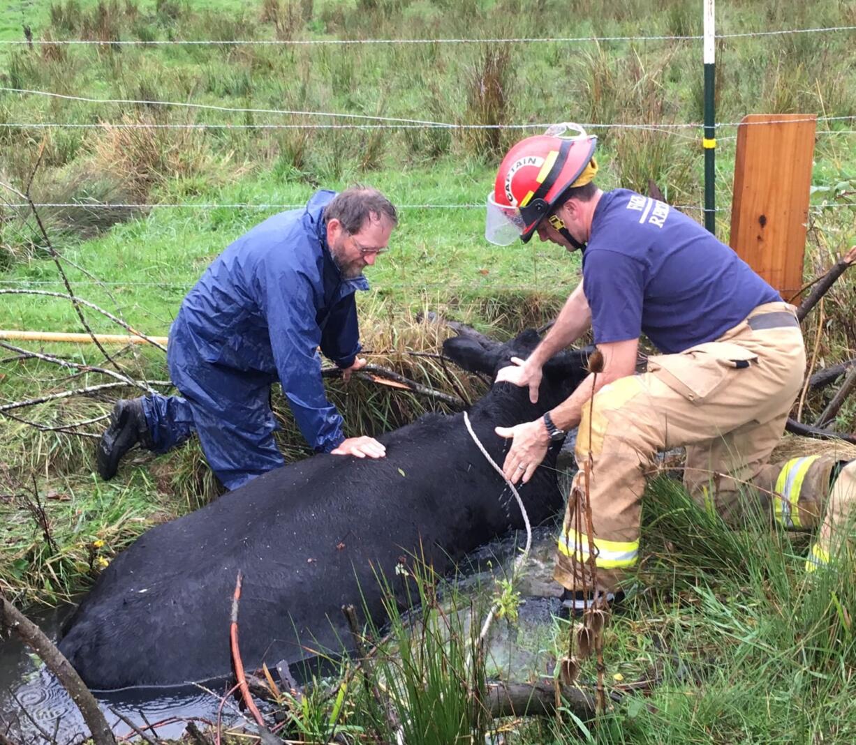 Firefighters with Clark County Fire & Rescue work to wrest a stuck cow from a rising creek northeast of the county fairgrounds Thursday morning.