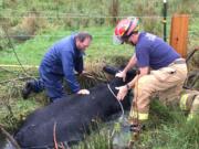 Firefighters with Clark County Fire & Rescue work to wrest a stuck cow from a rising creek northeast of the county fairgrounds Thursday morning.